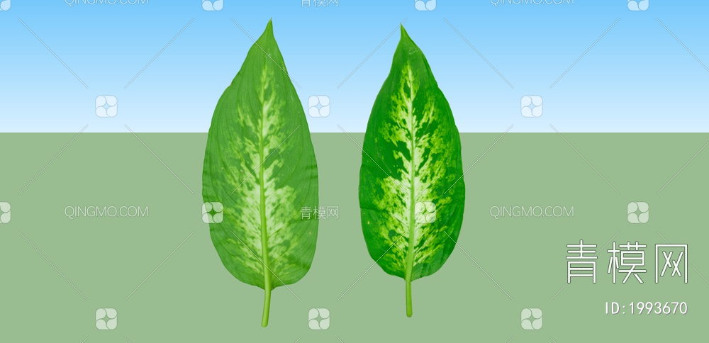 绿色植物 叶子