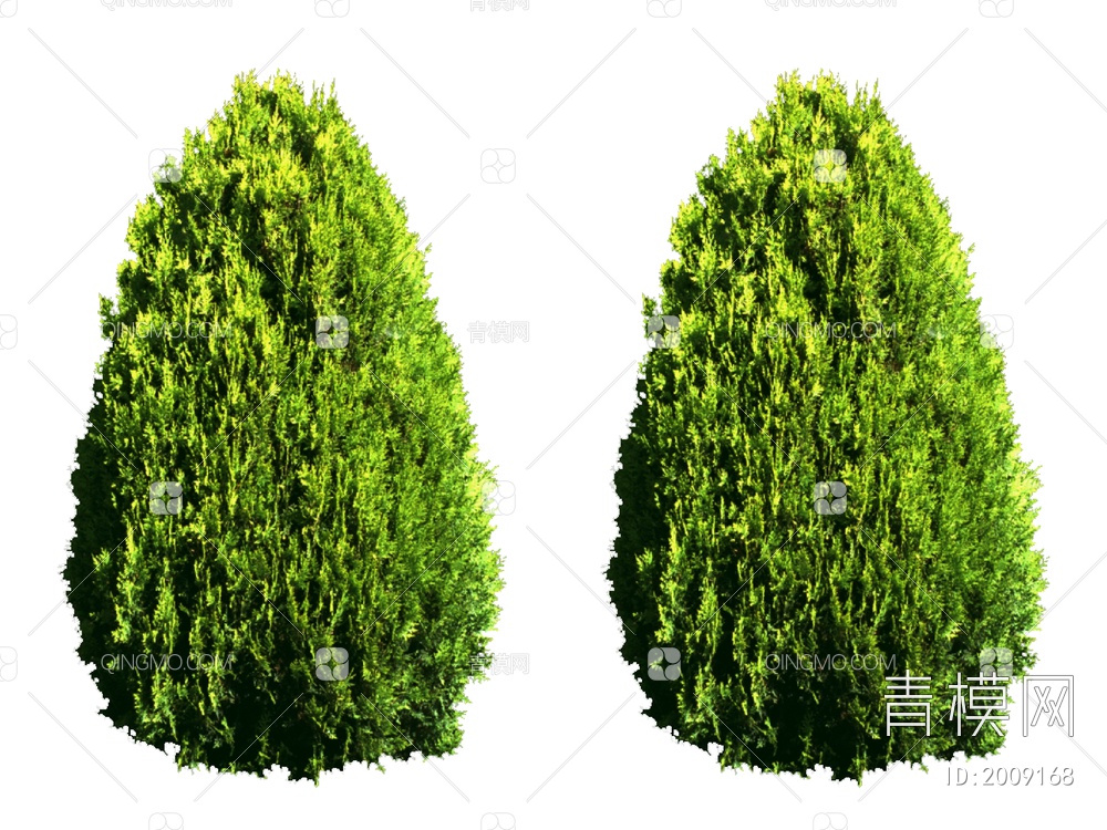 绿色植物 大树树叶