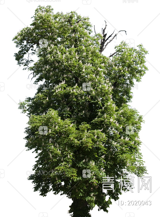 绿色植物 大树