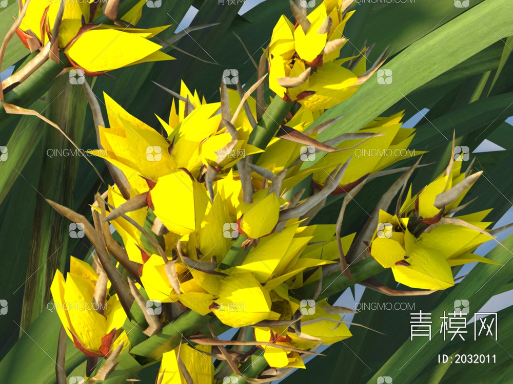 花卉  多须草 植物 灌木