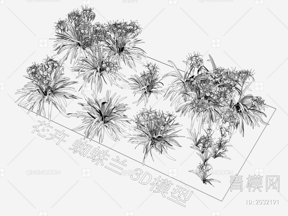 花卉 蜘蛛兰 植物 灌木