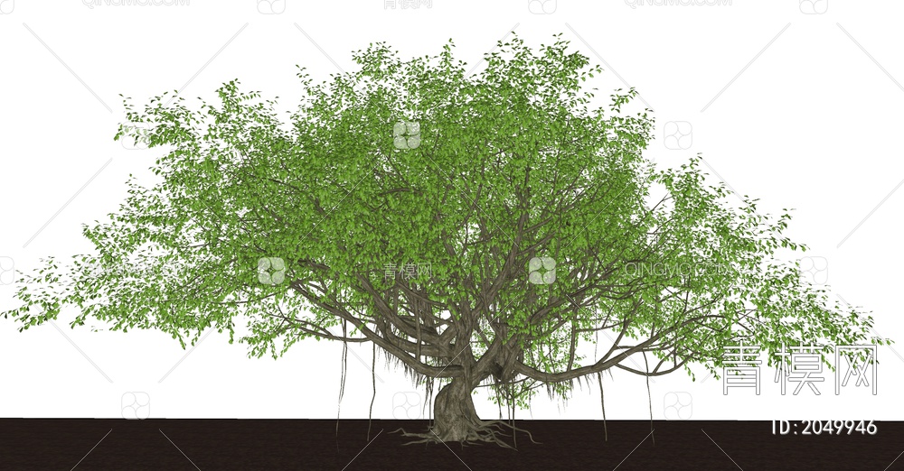 绿植大树