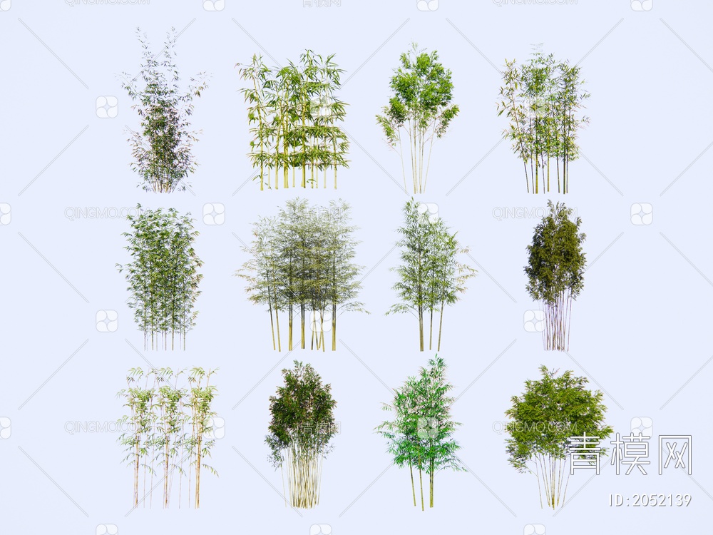 植物 竹子