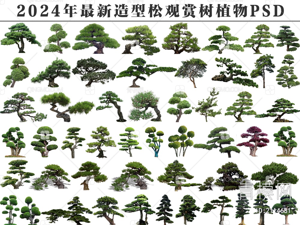 PSD免抠造型松观赏树植物