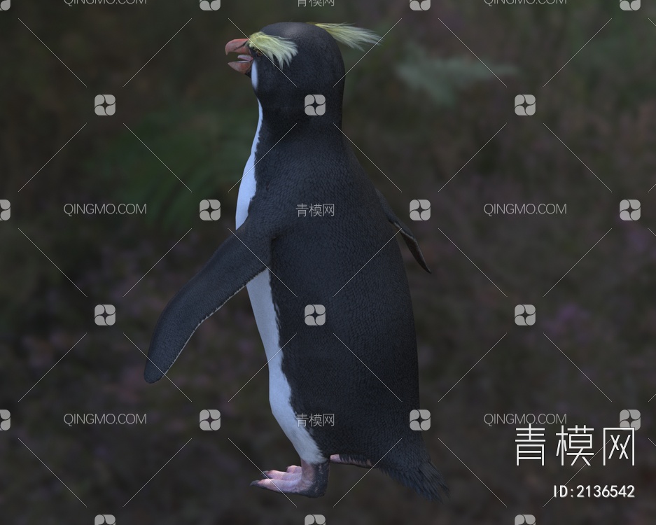 黄眉企鹅 峡湾企鹅 凤冠企鹅 福德兰企鹅