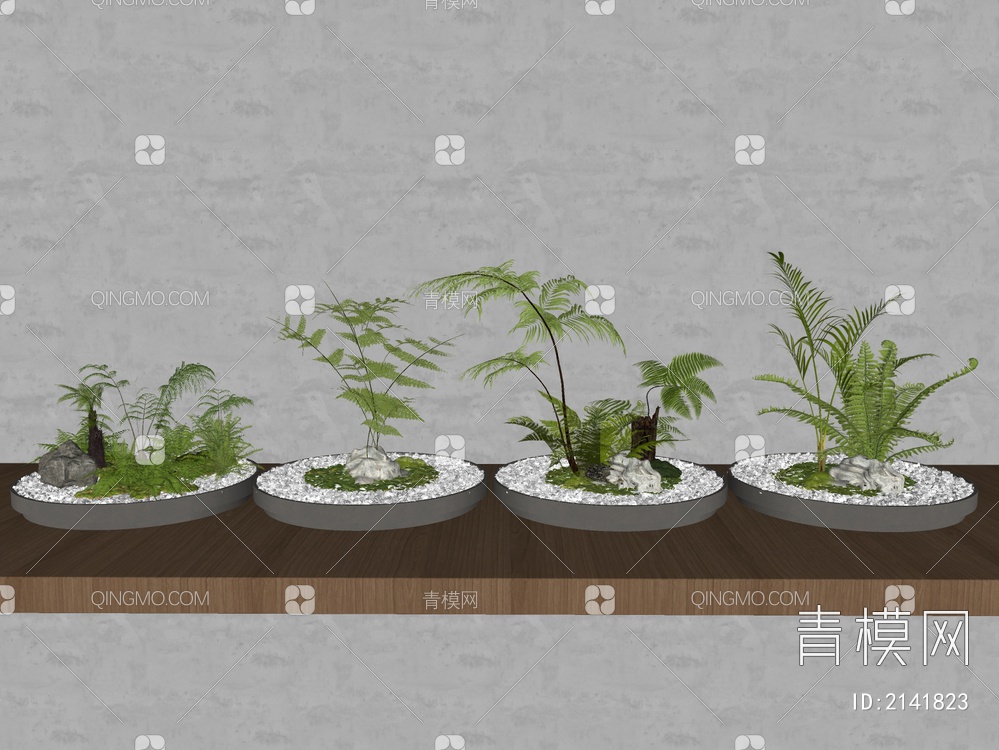 蕨类植物盆栽