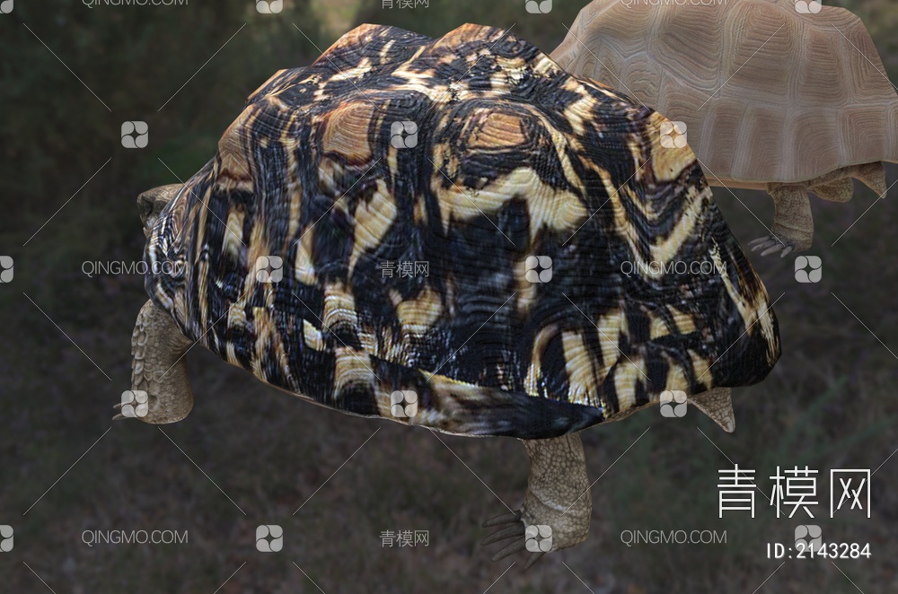 豹纹陆龟 豹龟 豹纹龟 动物
