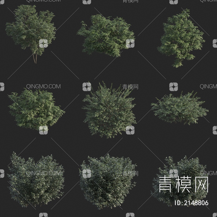 灌木 植物