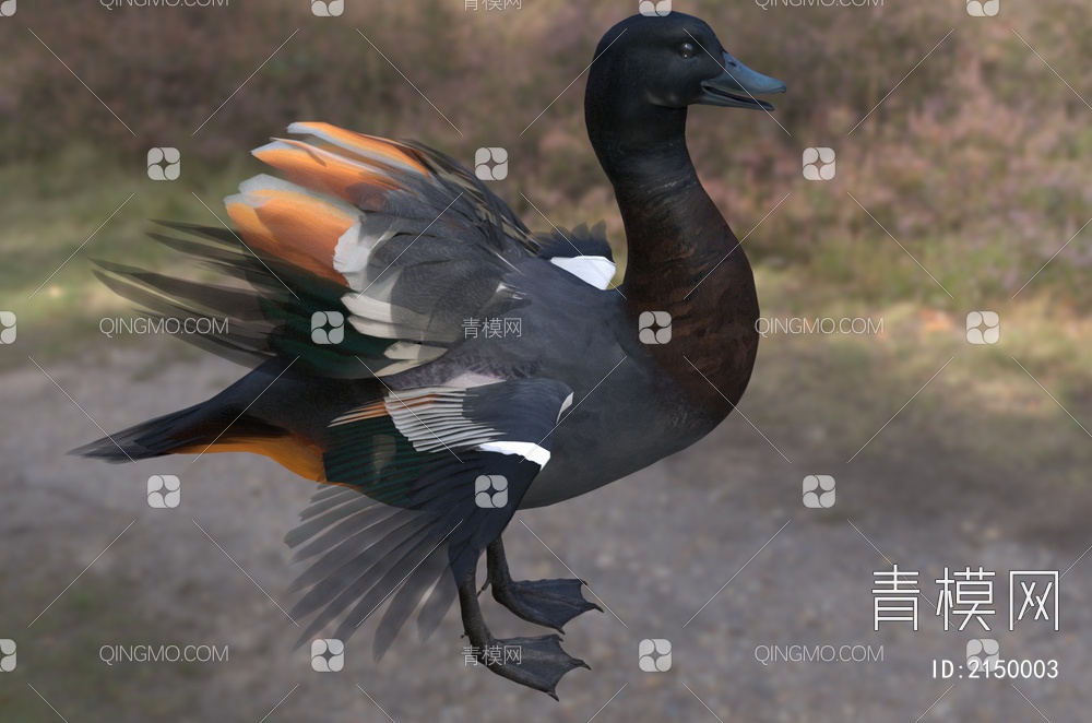 新西兰黑胸麻鸭 天堂鸭 生物 动物