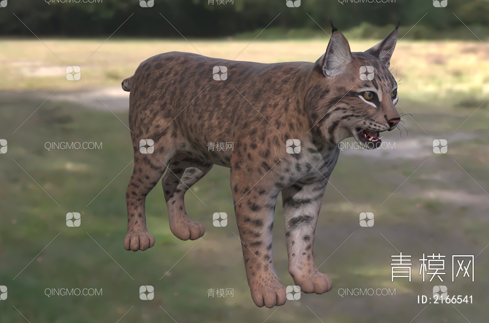 短尾猫 巴布猫 赤猞猁 北美山猫 红猫 野生动物