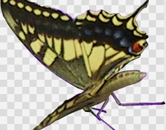 蝴蝶