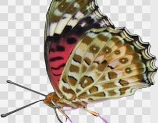 蝴蝶