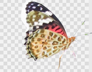 蝴蝶