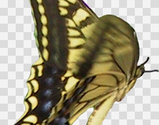 蝴蝶
