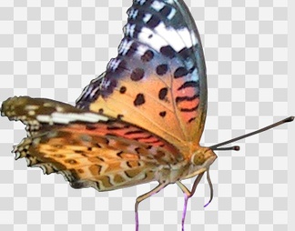 蝴蝶