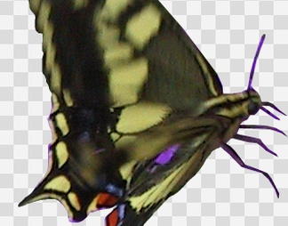蝴蝶