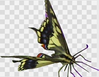 蝴蝶