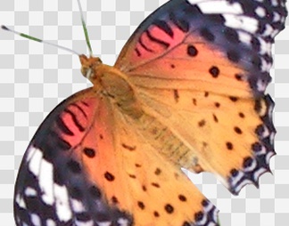 蝴蝶