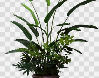 室内植物