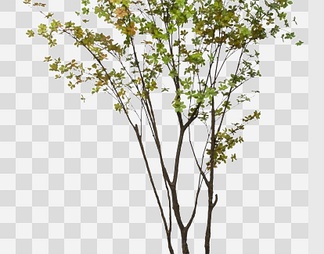 室内植物