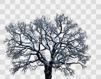 雪景树冬季树木