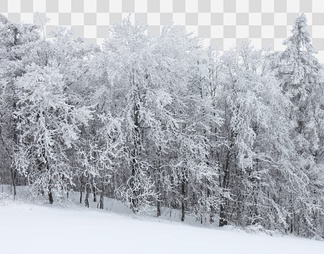 雪景树林