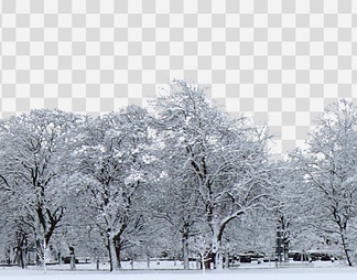 雪景树林