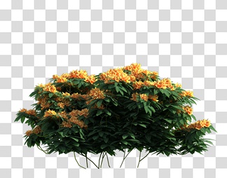 植物树阴影