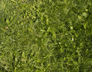 植物草
