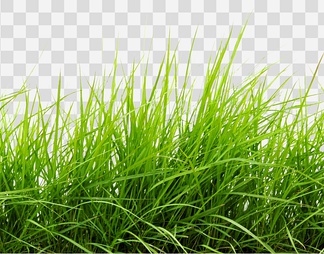 草