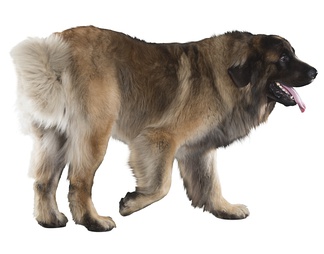 俄罗斯高加索犬 狗 PSD文件