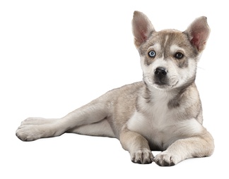 哈士奇 小狗 狗 犬