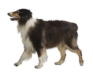 牧羊犬 犬PSD文件