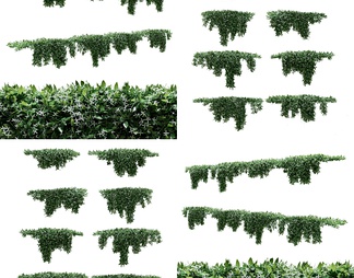 藤蔓植物爬山虎