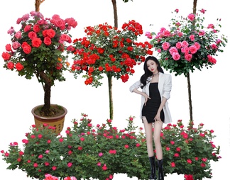 免扣月季花