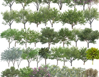 写实植物乔木psd