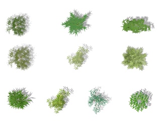 psd免抠植物竹子平面