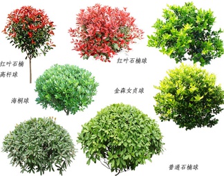 乔木植物形意素材