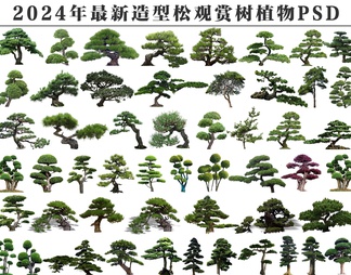 PSD免抠造型松观赏树植物