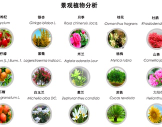 景观植物分析图免扣PSD
