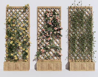 藤蔓植物