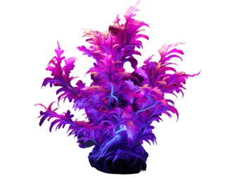 花草荧光贴图