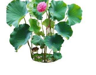荷花  千瓣莲  莲花