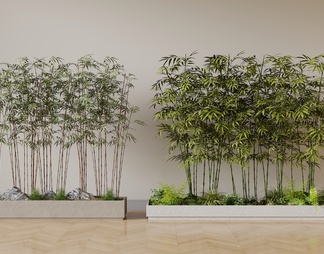 植物 竹子