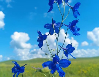 蓝色的花