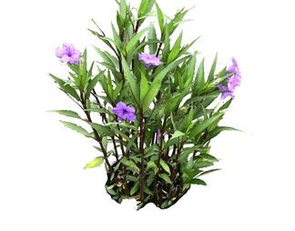 翠芦莉