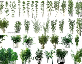 竹子 竹子植物素材 PSD免抠竹子
