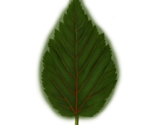花叶_植物_花叶材质