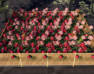 玫瑰花花田