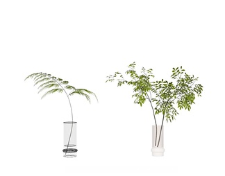 水培植物
